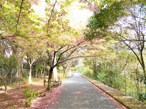 DSCN6766 (2)