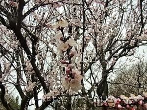 RIMG0316