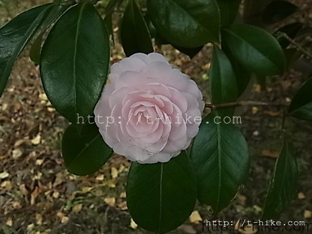 RIMG0624