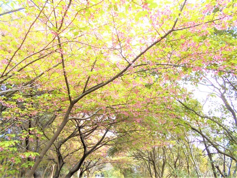DSCN6765 (2)