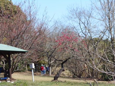 DSCN4797 (1)