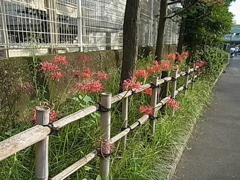 RIMG0619