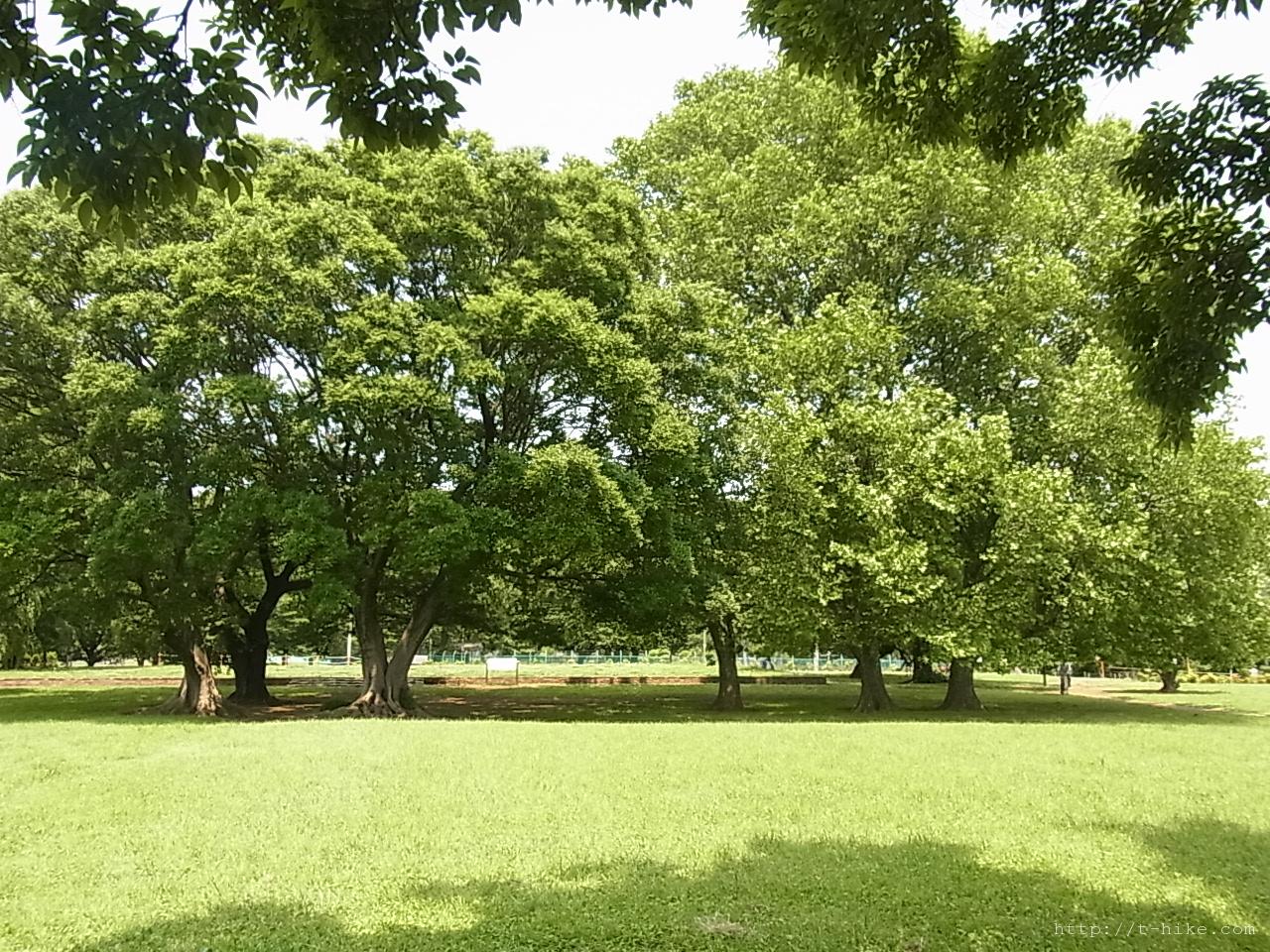 RIMG0858