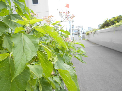 DSCN6302