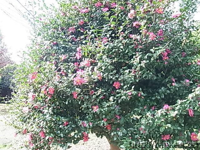 RIMG0363