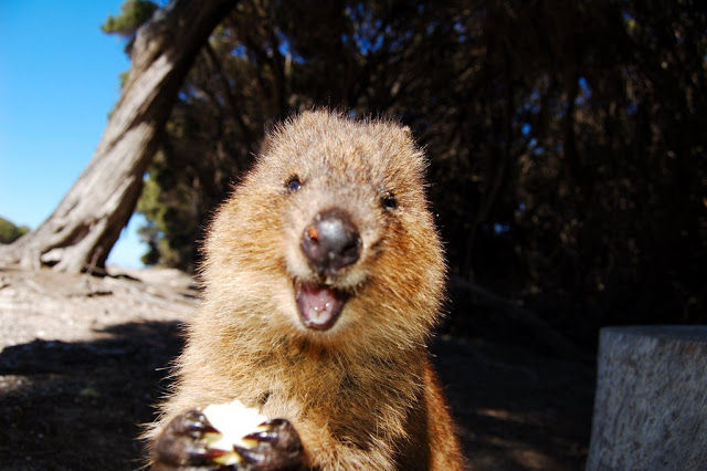 画像 クアッカワラビーとかいう生き物ｗｗｗｗｗｗ アルケー速報