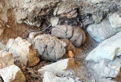 arukemaya531