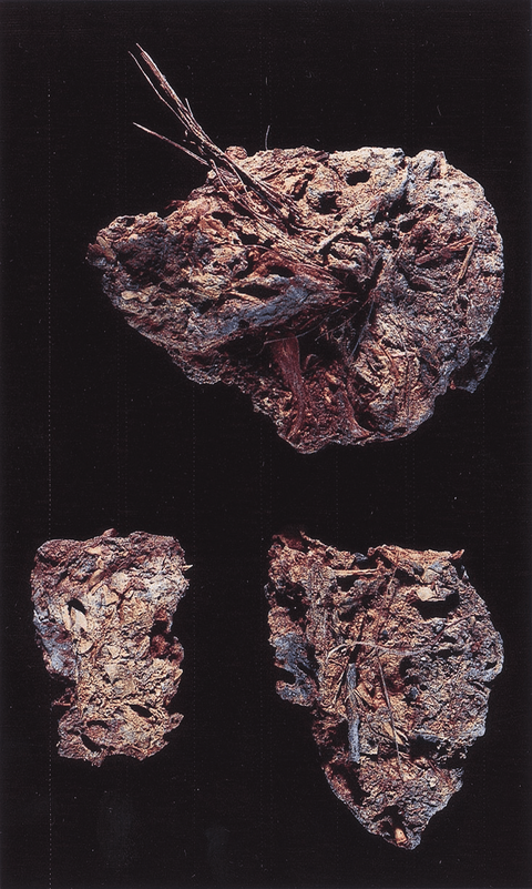 arukemaya548