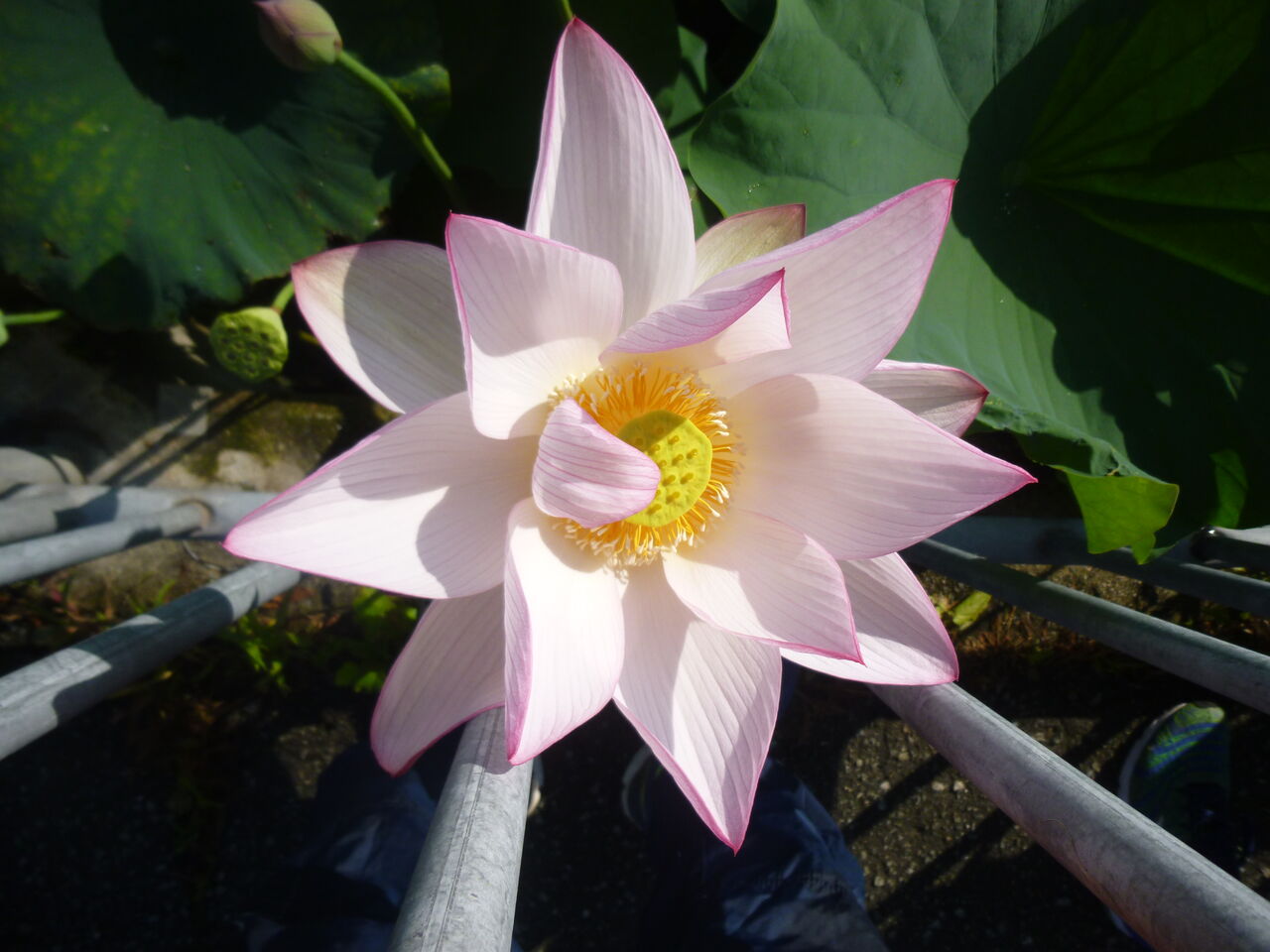 ハス 蓮 の花 歩木芽出素の独り言のブログ