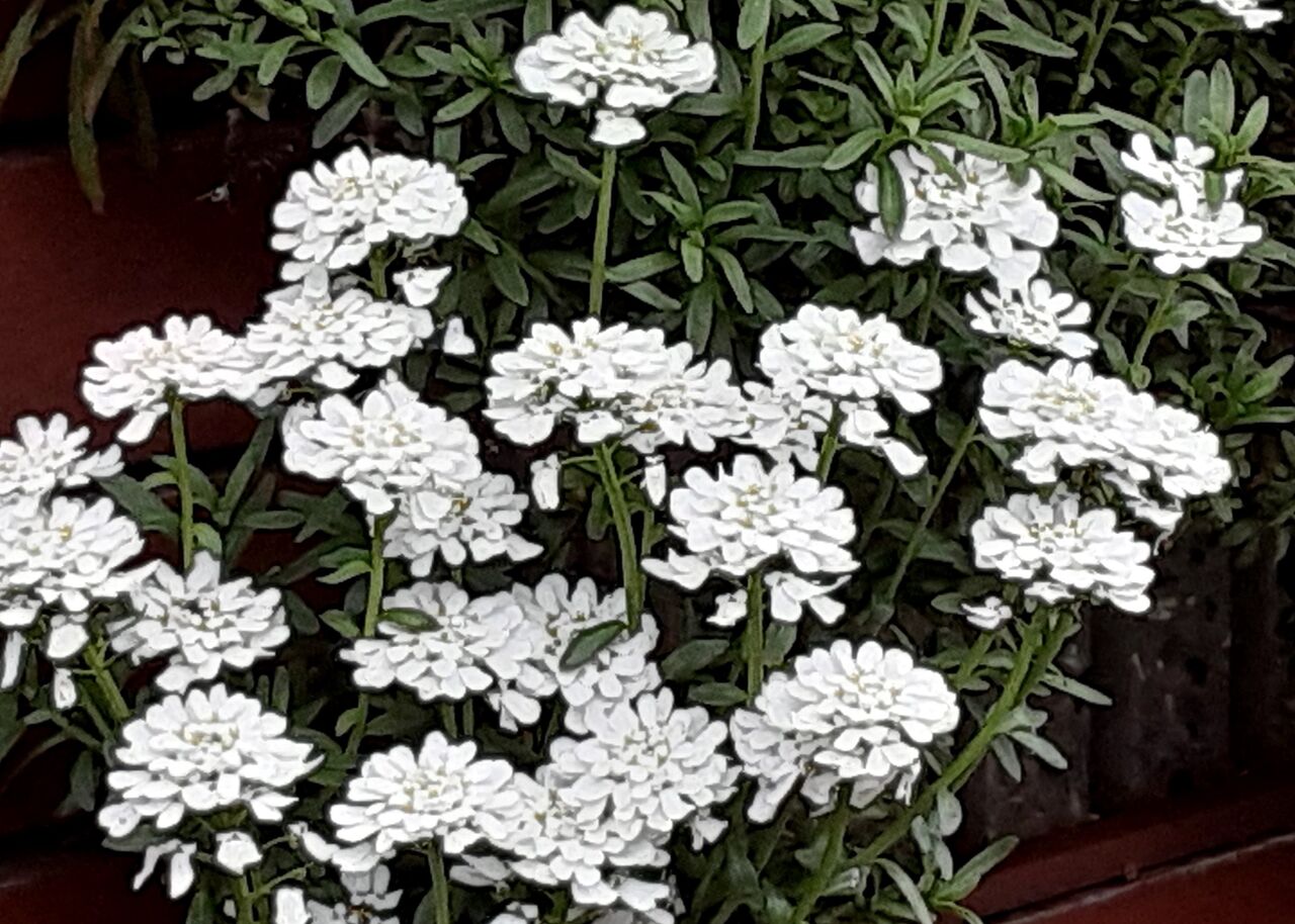 今年咲いた花 歩木芽出素の独り言のブログ