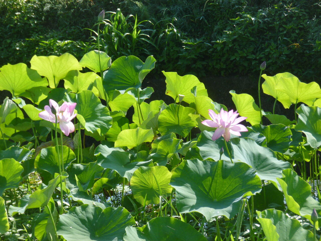 ハス 蓮 の花 歩木芽出素の独り言のブログ