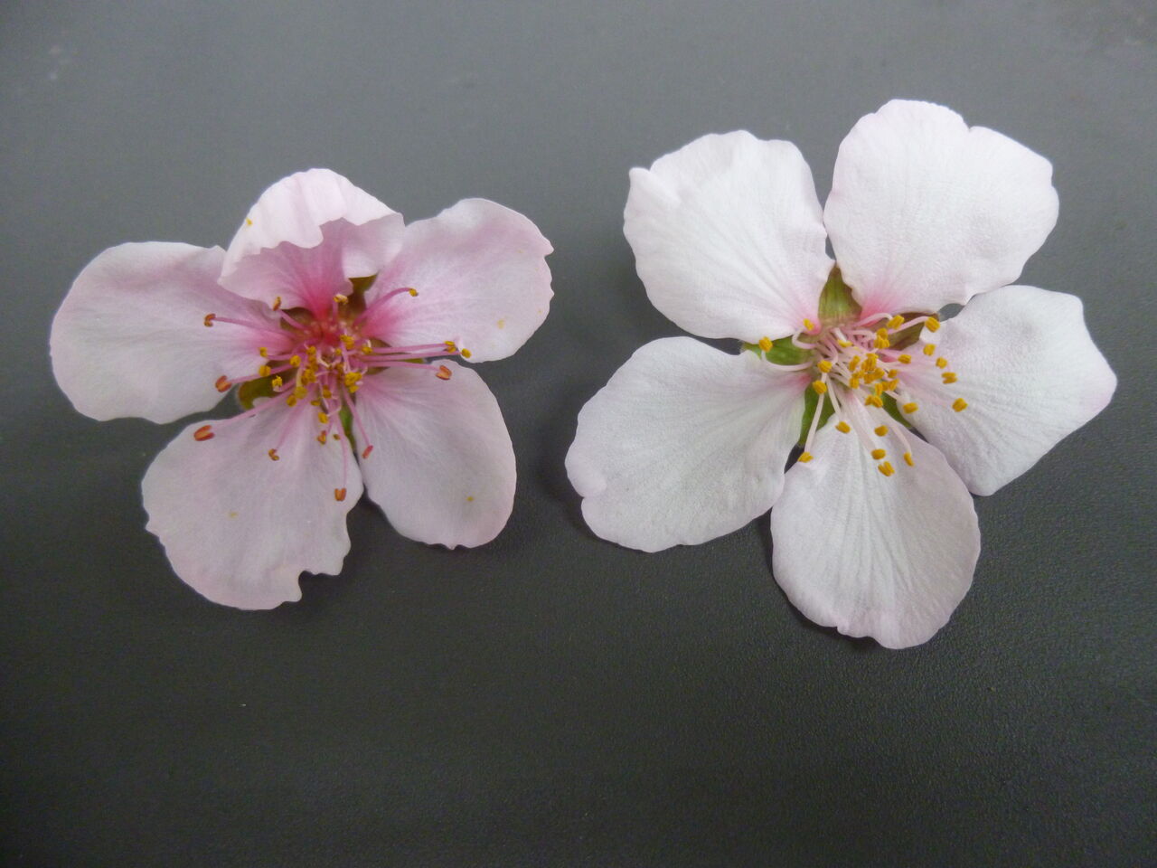 バラ科の植物 桃とアーモンド 歩木芽出素の独り言のブログ バラ科の植物 桃とアーモンド 歩木芽出素の独り言のブログ