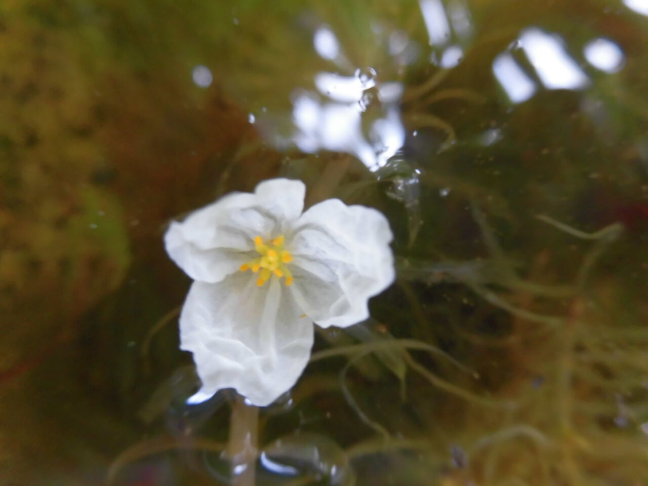 オオカナダモ アナカリス 歩木芽出素の独り言のブログ