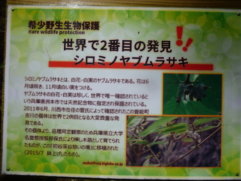 メダカE