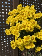 IMG_3337