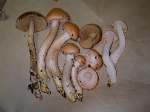 フキサクラシメジ 恍惚の人の山 川 海 フキサクラシメジ 恍惚の人の山 川 海