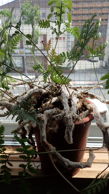 我が家のシダ植物 恍惚の人の山 川 海