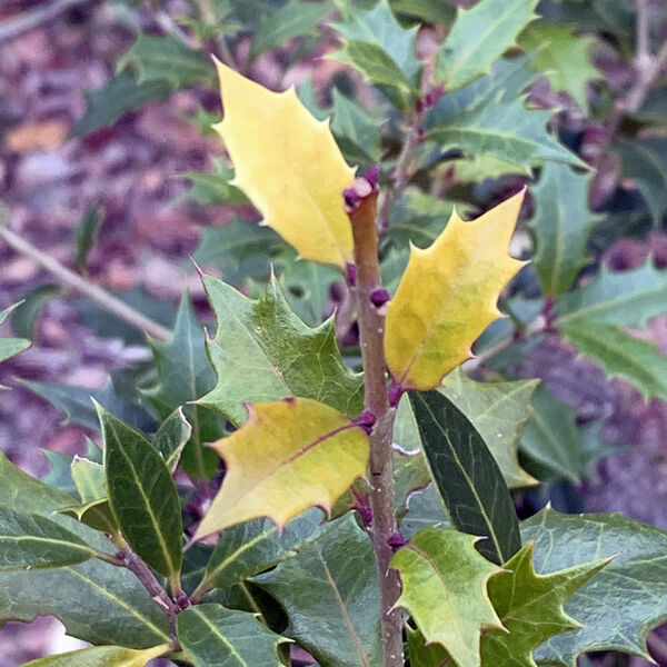 工房歳事記 毎日山ごもり