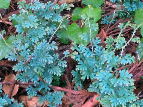 鞍馬苔復活 毎日山ごもり