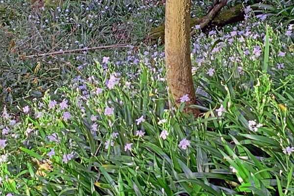 シャガの群落 毎日山ごもり