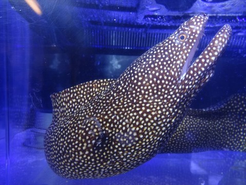 DSC03974_R