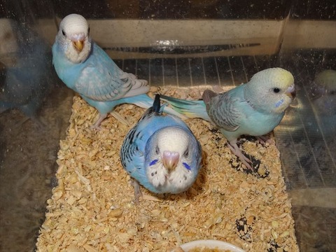 DSC03960_R