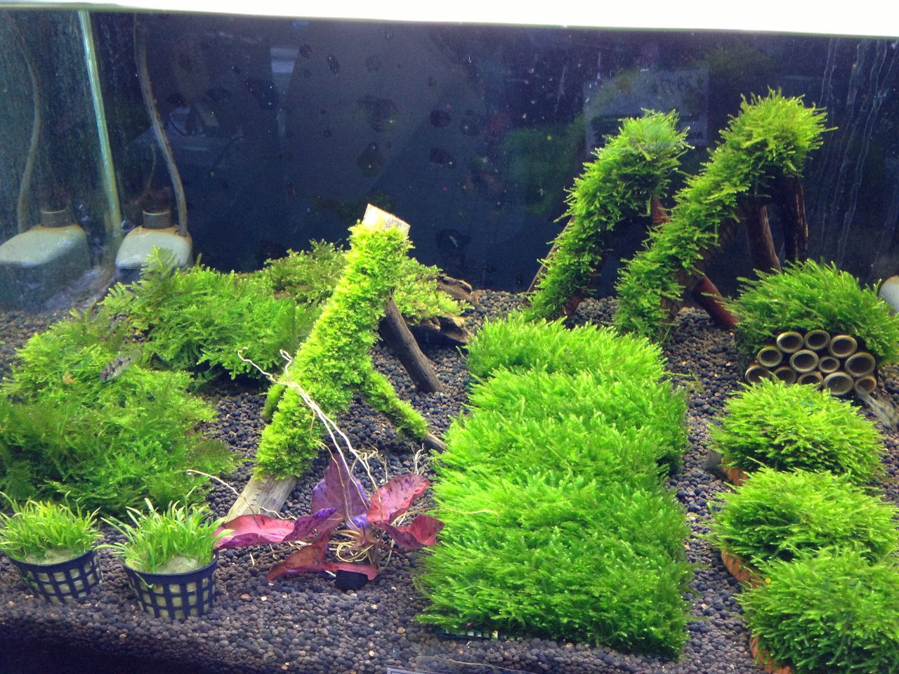 金魚と水草の在庫状況 アクアステージ21さいたま店 通販リスト 金魚と水草の在庫状況 アクアステージ21さいたま店 通販リスト