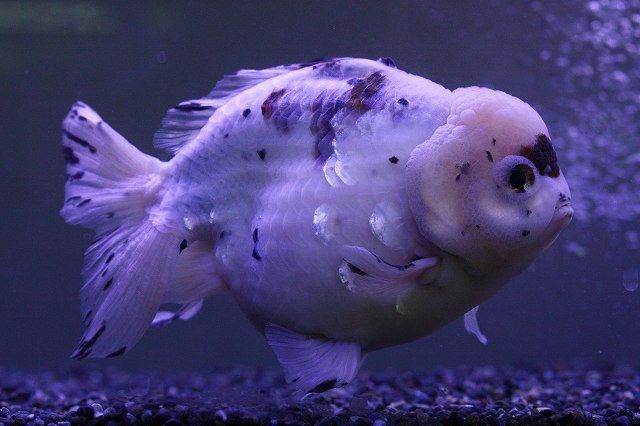 金魚王子高級金魚も在庫処分特価 パート2 アクアステージ21さいたま店 通販リスト 金魚王子高級金魚も在庫処分特価 パート2 アクアステージ21さいたま店 通販リスト