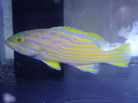 DSC03985_R