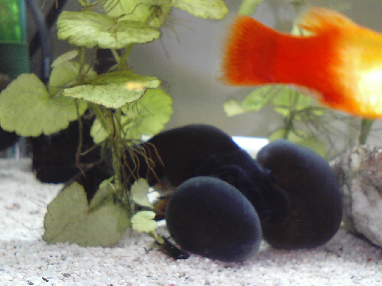 瞬膜の腫れ うさぎ人間 とり人間