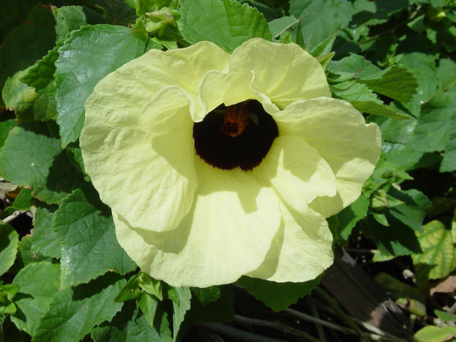 ハワイの花 その2 ちょこっとハワイ旅行記 ハワイの花 その2 ちょこっとハワイ旅行記