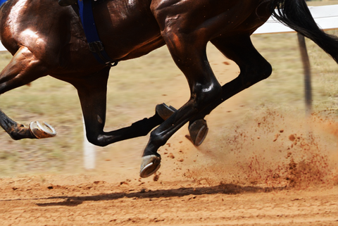 horse_dirt_race-1024x685