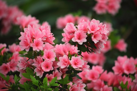 flower-3294570_1280