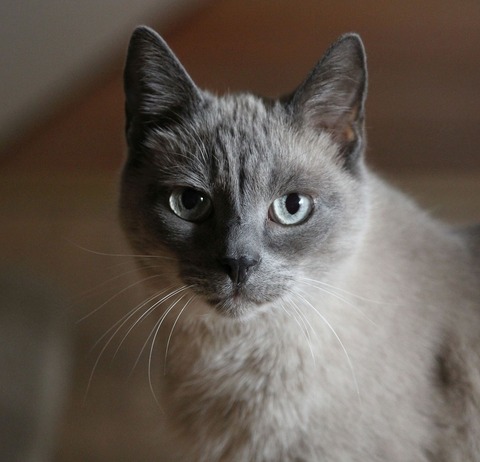 1cat-portrait-3267592_1280