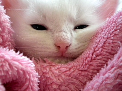 1kitten-gddbf4f198_1920