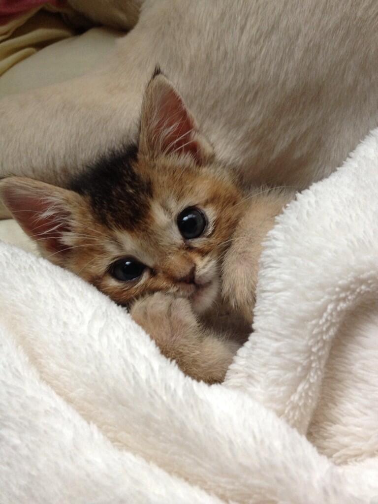 ぐうねこ速報】カラスに襲われてるところを保護された子猫・わさび