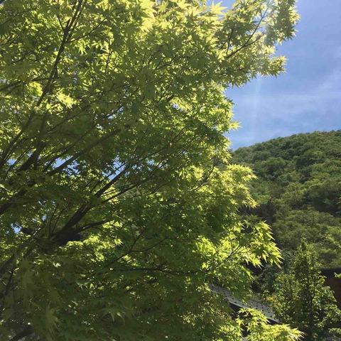 渋民の芽吹きの遅き辛夷かな      藤田直子