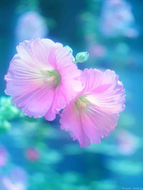 汗匂ふこれが生くるといふことか　大竹多可志