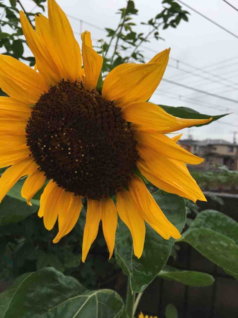 小島てつを 人生が見えるから俳句 時々短歌 は面白い ブログ版 小島てつを 人生が見えるから俳句 時々短歌 は面白い ブログ版