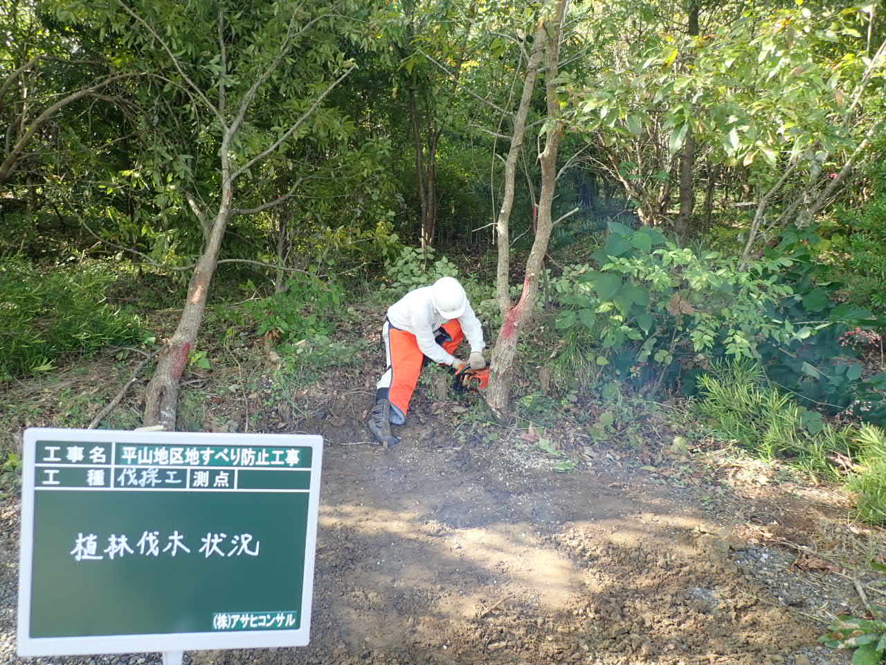 木を伐りました 平山地区地すべり防止工事 木を伐りました 平山地区地すべり防止工事