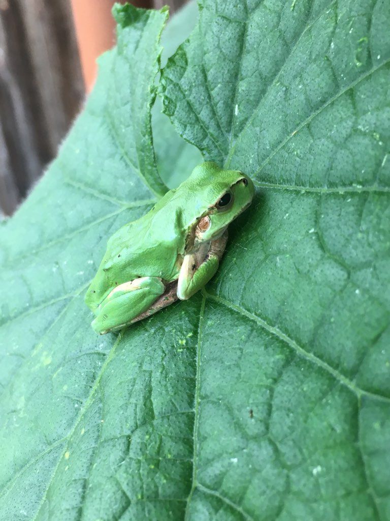 八女の方言 八女弁 たんがく 八女の方言 風景 地名の由来