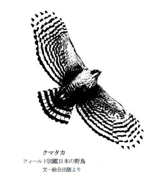 b251017やませみ165-12
