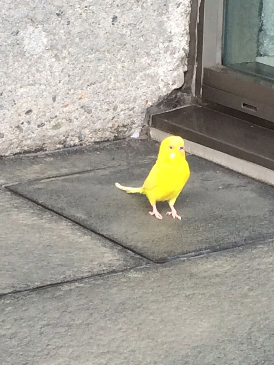 保護してます 黄色のセキセイインコ すまぁさ 保護してます 黄色のセキセイインコ すまぁさ