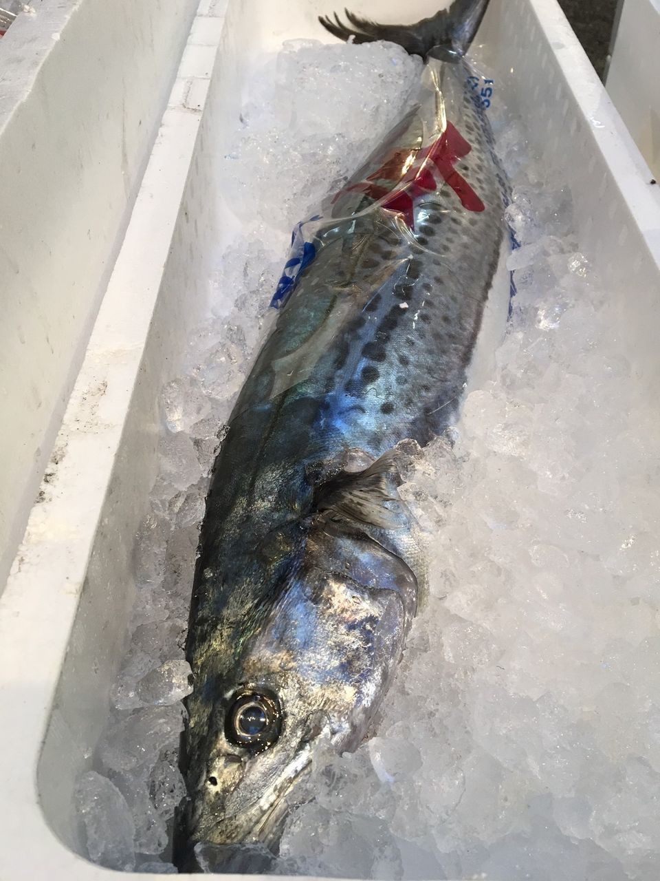 千葉県銚子産 鰆 さわら 入荷致しました 旭鮨総本店 営業本部長竹内俊秀の ブログ