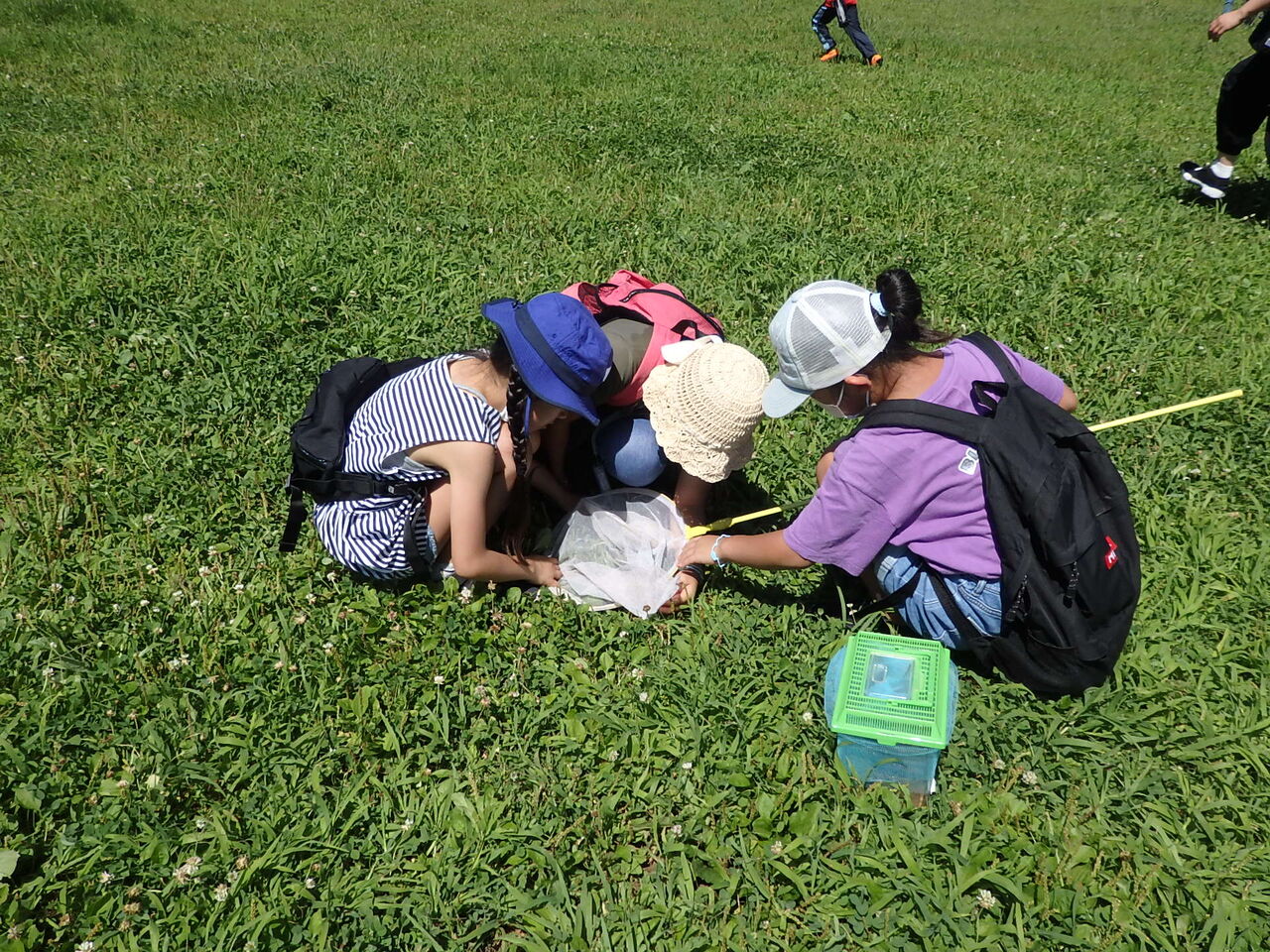 朝霞の森虫捕り観察会 市民でつくろう 朝霞基地跡地公園