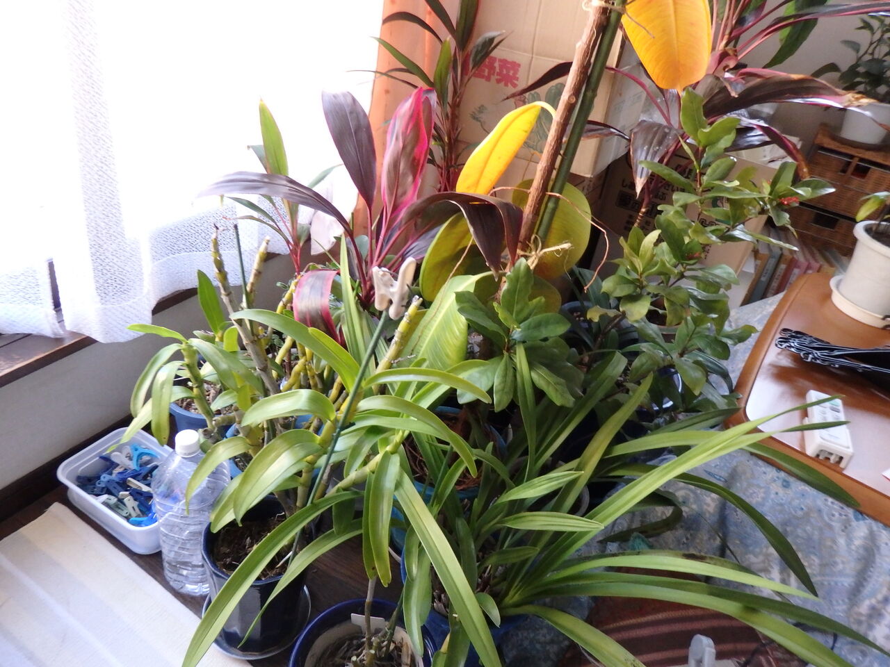狭い部屋がさらに狭く シンビジウムなどの観葉植物を室内に取り入れ 市民でつくろう 朝霞基地跡地公園 狭い部屋がさらに狭く シンビジウムなどの観葉植物を室内に取り入れ 市民でつくろう 朝霞基地跡地公園