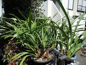 室内で冬越しした観葉植物をやっと屋外へ すっきりしました 市民でつくろう 朝霞基地跡地公園 室内で冬越しした観葉植物をやっと屋外へ すっきりしました 市民でつくろう 朝霞基地跡地公園