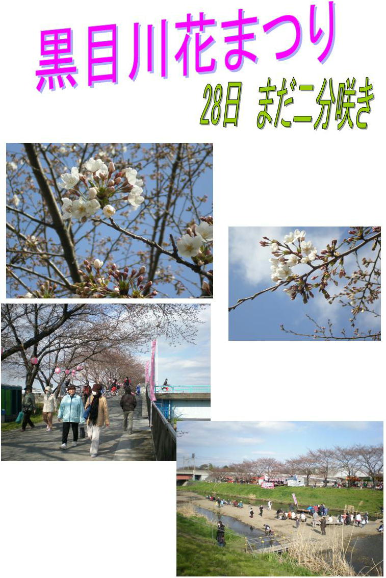 寒さの影響 黒目川の桜 二分咲きでも人出は多く 朝霞基地跡地 市民でつくろう 朝霞基地跡地公園