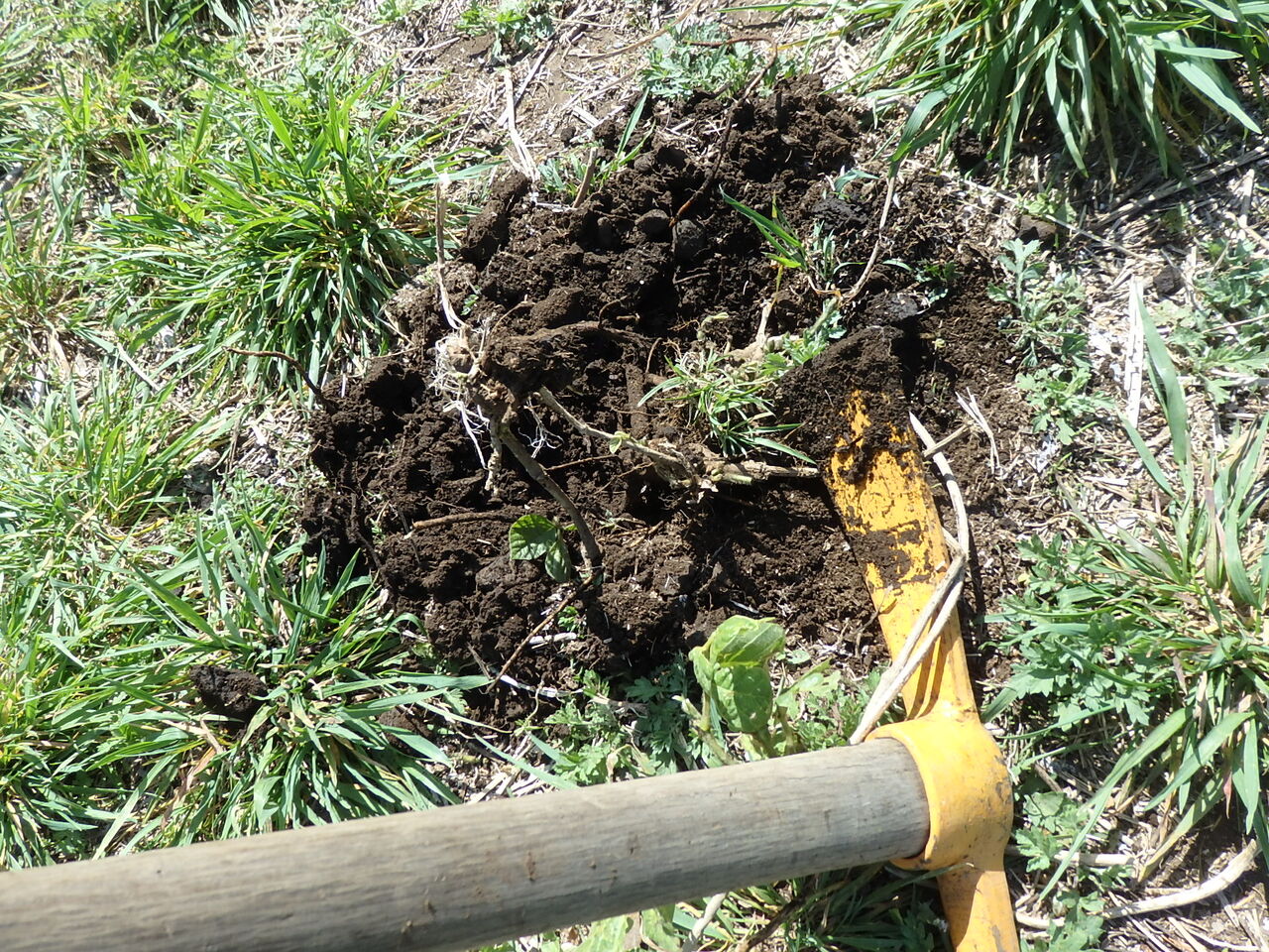 朝霞の森 春先の恒例作業 新芽出たてのクズ駆除整備みんなで実施 市民でつくろう 朝霞基地跡地公園