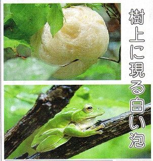 樹上に白い泡 モリアオガエルが産卵期 市民でつくろう 朝霞基地跡地公園 樹上に白い泡 モリアオガエルが産卵期 市民でつくろう 朝霞基地跡地公園